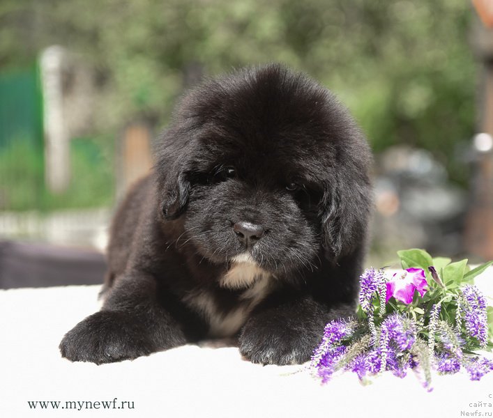 Фотография № 188137