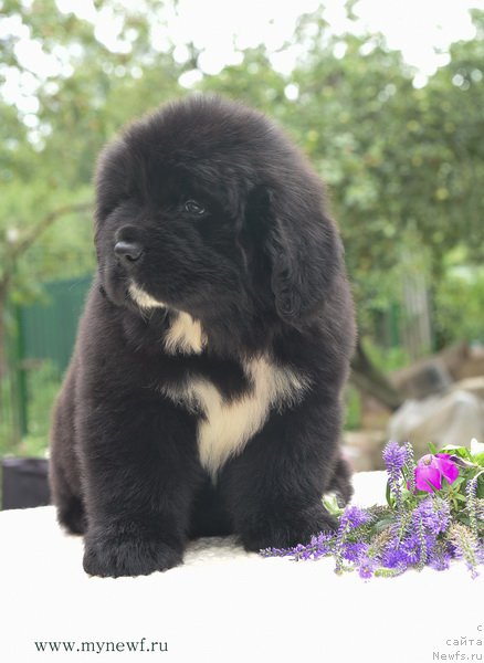 Фотография № 188144