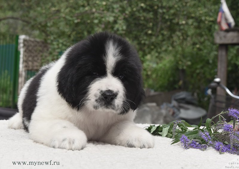 Фотография № 188147