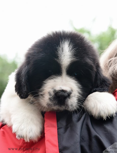 Фотография № 188150