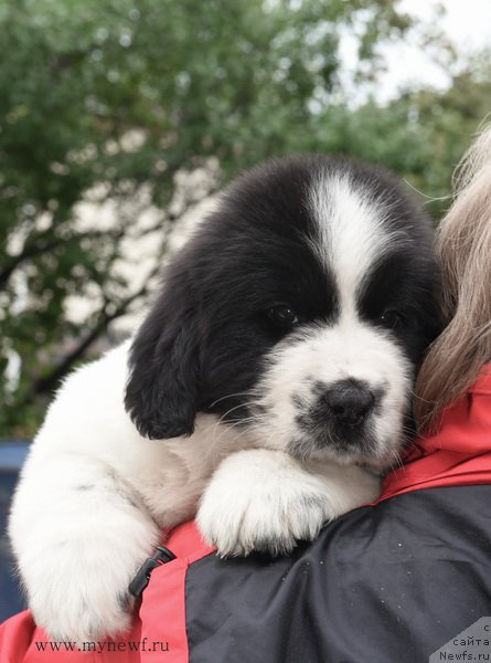 Фотография № 188152