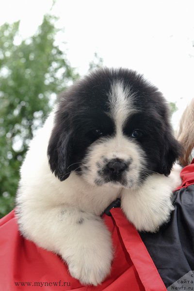 Фотография № 188153