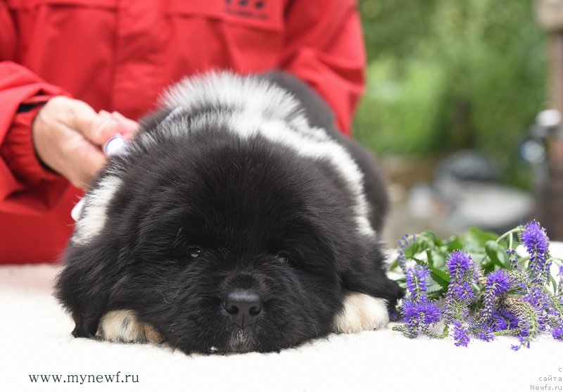 Фотография № 188159