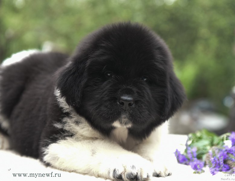 Фотография № 188160