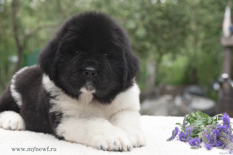 Фотография № 188161