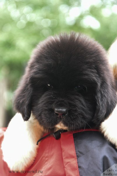 Фотография № 188163