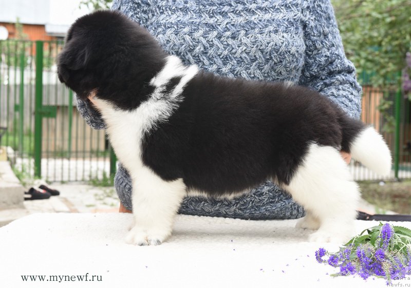 Фотография № 188167