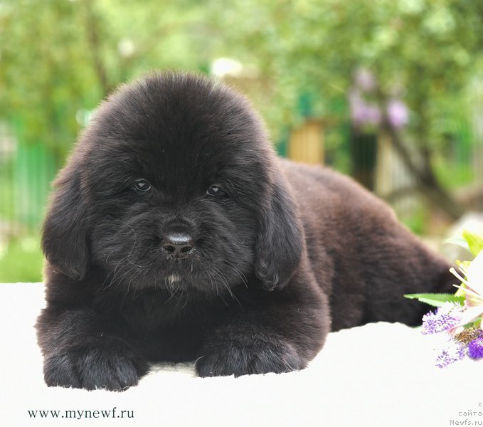 Фотография № 188170