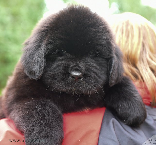 Фотография № 188176