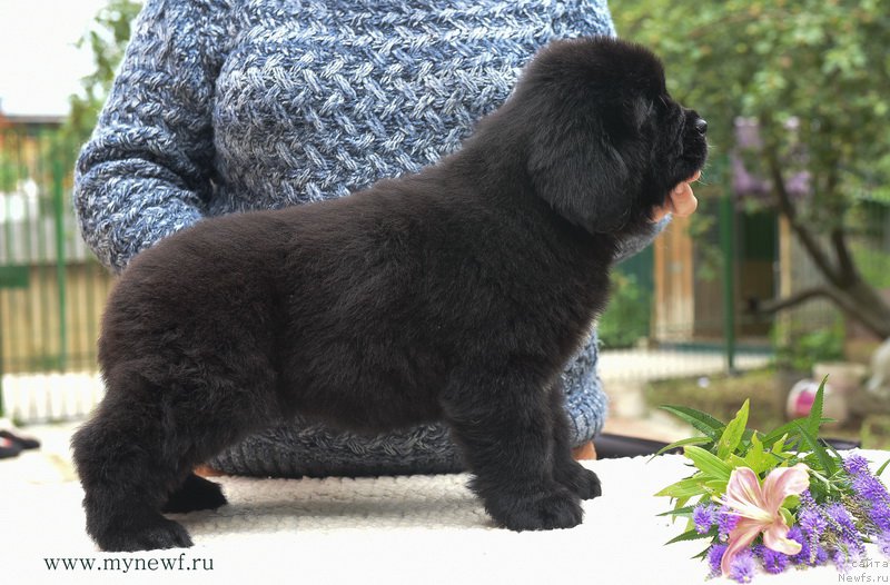 Фотография № 188179