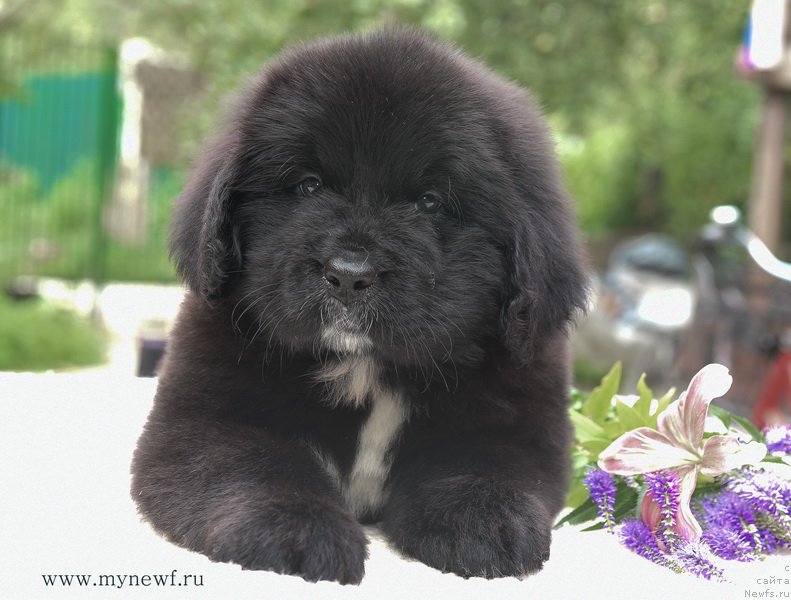 Фотография № 188180