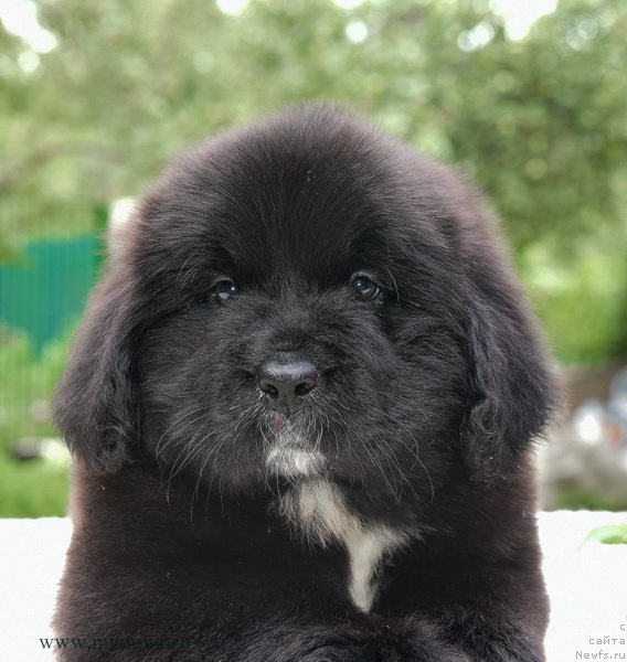 Фотография № 188181