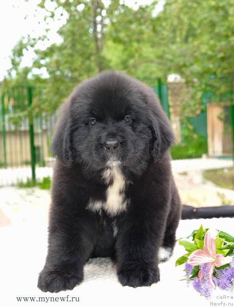 Фотография № 188182