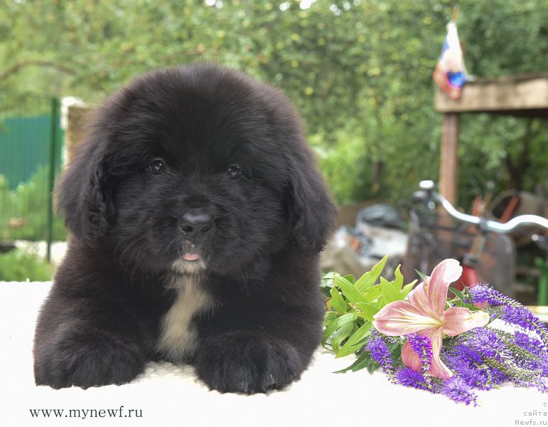 Фотография № 188183