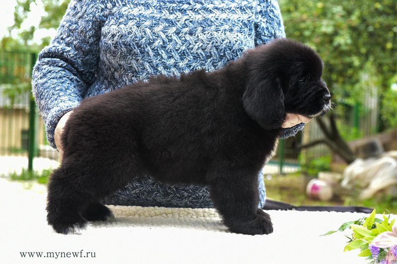 Фотография № 188184