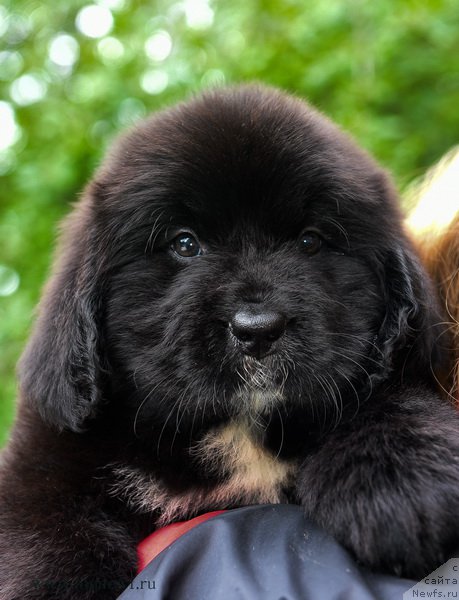 Фотография № 188185