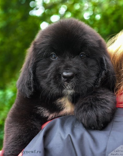 Фотография № 188186