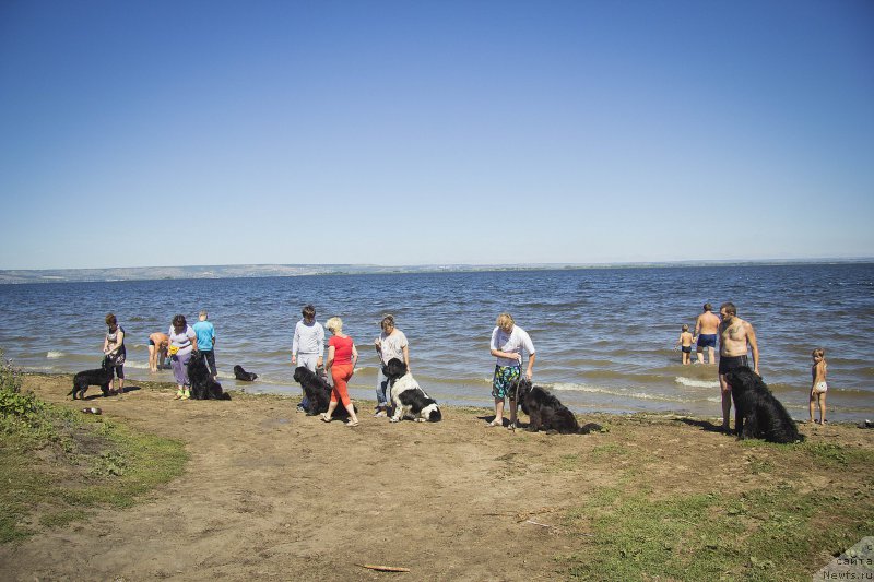 Фото: ньюфаундленд CHernyiy Balu Elisey (Черный Балу Елисей), ньюфаундленд CHernyiy Balu Borislav (Черный Балу Борислав), ньюфаундленд N'yu-Pom-SHir Bond Djeyms (Нью-Пом-Шир Бонд Джеймс), Кирилл, ньюфаундленд Stepnaya Pal'mira Estestvenno YA Luchshiy (Степная Пальмира Естественно Я Лучший), ньюфаундленд L'vinoe Serdce (Львиное Сердце), Lyubov' Titova (Любовь Титова), YUliya Ruzinskaya (Юлия Рузинская), Tat'yana CHernyavskaya (Татьяна Чернявская), Elena Zinzyukova (Елена Зинзюкова), Антон, Andrey Volkov (Андрей Волков)