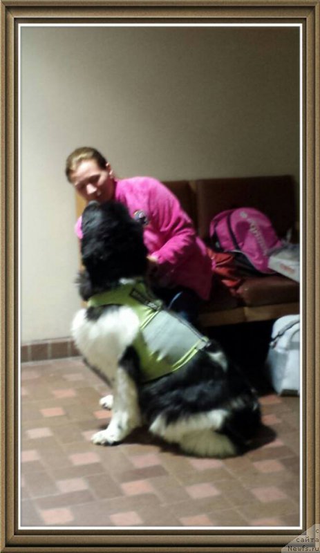 Фото: ньюфаундленд Callistos Resolution