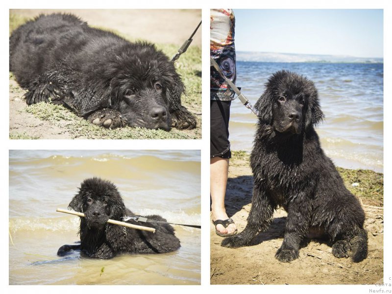 Фото: ньюфаундленд CHernyiy Balu Elisey (Черный Балу Елисей)