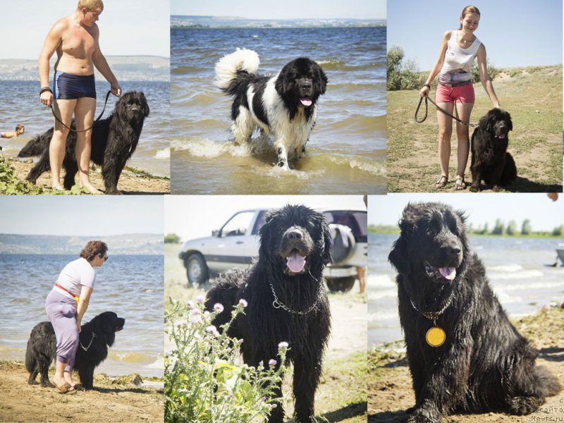 Фото: Aleksandr CHernyavskiy (Александр Чернявский), ньюфаундленд CHernyiy Balu Dobryinya (Черный Балу Добрыня), ньюфаундленд Stepnaya Pal'mira Estestvenno YA Luchshiy (Степная Пальмира Естественно Я Лучший), Наташа, ньюфаундленд CHernyiy Balu Djons (Черный Балу Джонс), YUliya Ruzinskaya (Юлия Рузинская), ньюфаундленд CHernyiy Balu Borislav (Черный Балу Борислав), ньюфаундленд L'vinoe Serdce (Львиное Сердце), ньюфаундленд N'yu-Pom-SHir Bond Djeyms (Нью-Пом-Шир Бонд Джеймс)