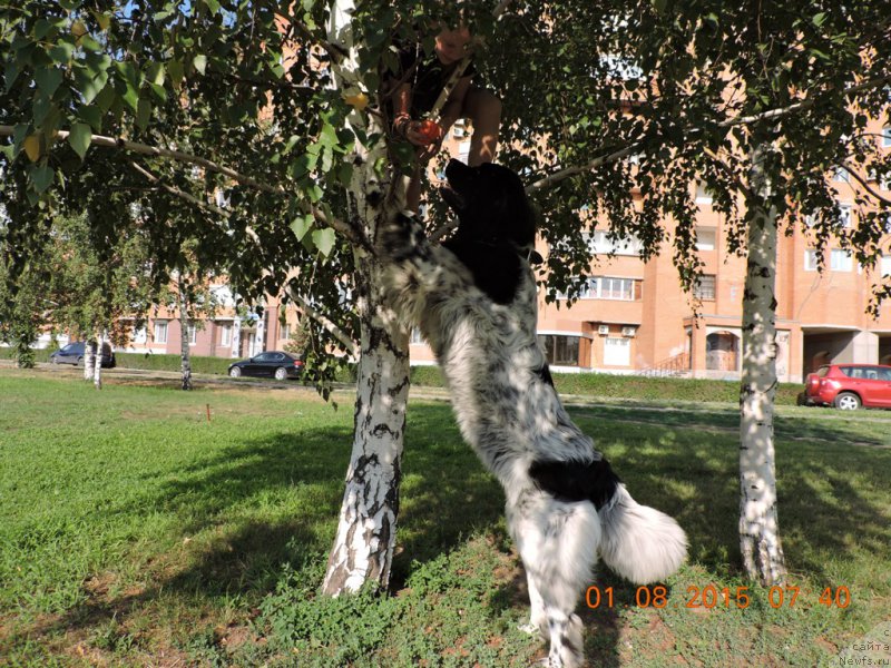 Фото: ньюфаундленд Skazochnaya Kroha SHampan' (Сказочная Кроха Шампань)