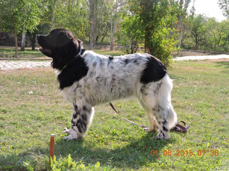 Фото: ньюфаундленд Skazochnaya Kroha SHampan' (Сказочная Кроха Шампань)