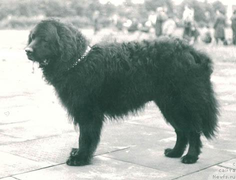 Фото: ньюфаундленд Virtus (Виртус)