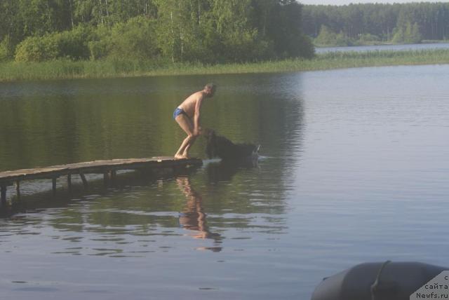 Фото: ньюфаундленд Vein Vest