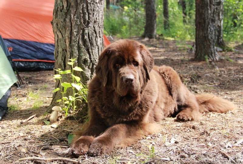 Фото: ньюфаундленд Chernyi Sharm Angel'skaya Krasota (Черный Шарм Ангельская Красота)