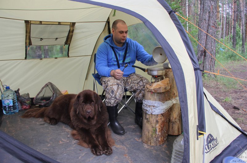 Фото: ньюфаундленд Chernyi Sharm Angel'skaya Krasota (Черный Шарм Ангельская Красота)