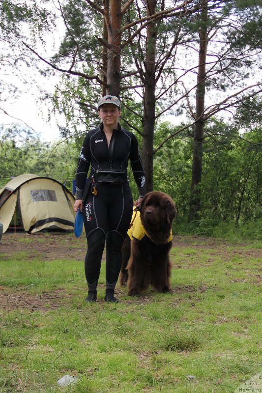 Фото: ньюфаундленд Chernyi Sharm Angel'skaya Krasota (Черный Шарм Ангельская Красота)