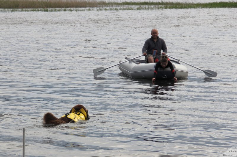 Фото: ньюфаундленд Chernyi Sharm Angel'skaya Krasota (Черный Шарм Ангельская Красота)