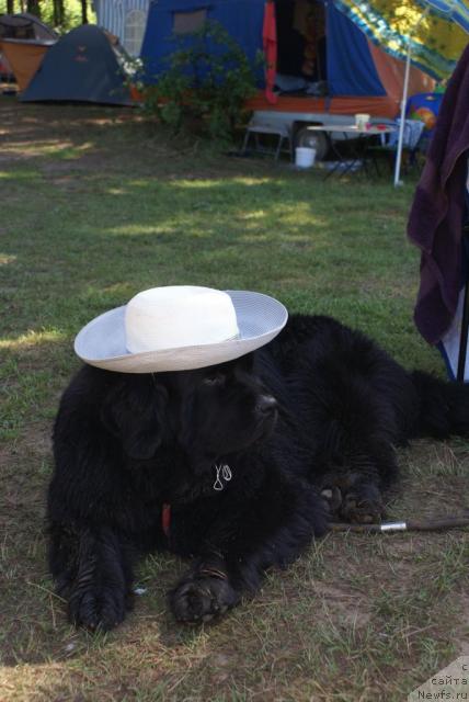 Фото: ньюфаундленд Ottava (Оттава)