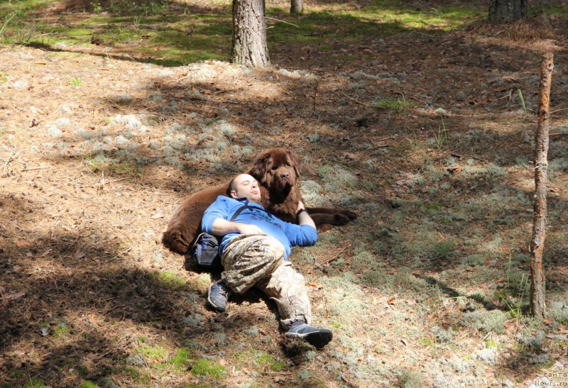Фото: ньюфаундленд Chernyi Sharm Angel'skaya Krasota (Черный Шарм Ангельская Красота)