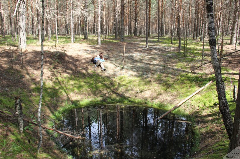 Фото: ньюфаундленд Chernyi Sharm Angel'skaya Krasota (Черный Шарм Ангельская Красота)