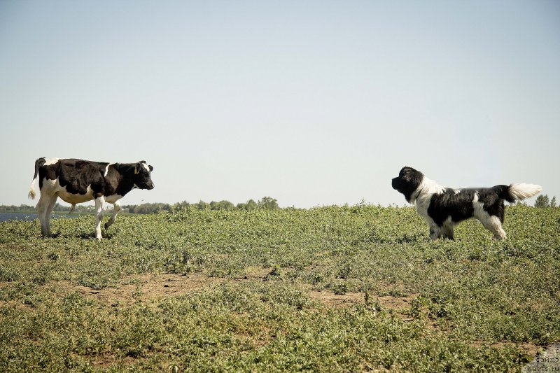 Фото: ньюфаундленд Stepnaya Pal'mira Estestvenno YA Luchshiy (Степная Пальмира Естественно Я Лучший)