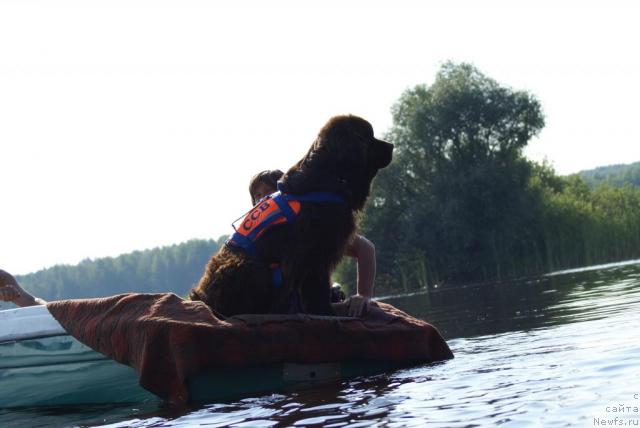 Фото: ньюфаундленд Obush Shed Yudashkin Stil (Обуш Шед Юдашкин Стиль), Irina Nazarova (Ирина Назарова)