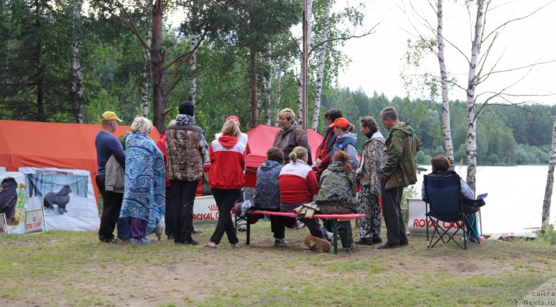 Фото: ньюфаундленд Chernyi Sharm Angel'skaya Krasota (Черный Шарм Ангельская Красота)