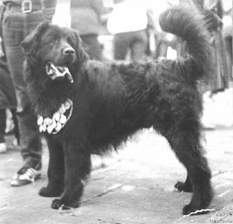 Фото: ньюфаундленд Tasso (Тассо)