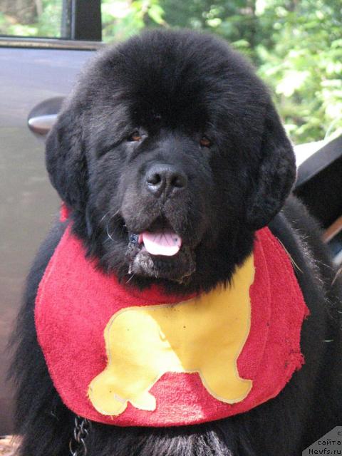 Фото: ньюфаундленд Dans Memori F'yudjan Rif (Данс Мемори Фьюджан Риф)