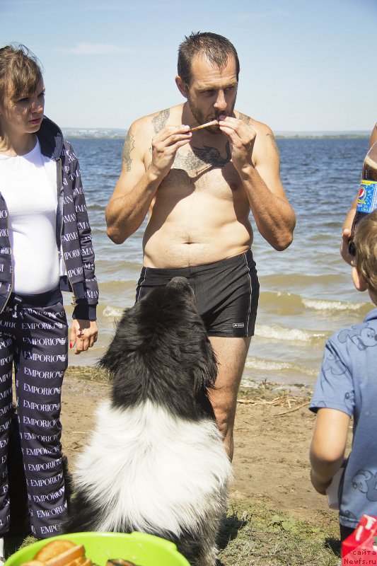 Фото: Andrey Volkov (Андрей Волков), ньюфаундленд Stepnaya Pal'mira Estestvenno YA Luchshiy (Степная Пальмира Естественно Я Лучший)