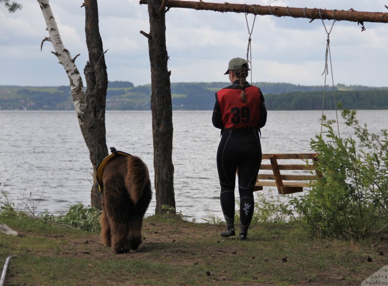 Фото: ньюфаундленд Chernyi Sharm Angel'skaya Krasota (Черный Шарм Ангельская Красота)
