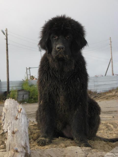 Фото: ньюфаундленд Gloriya Grand Blek (Глория Гранд Блек)