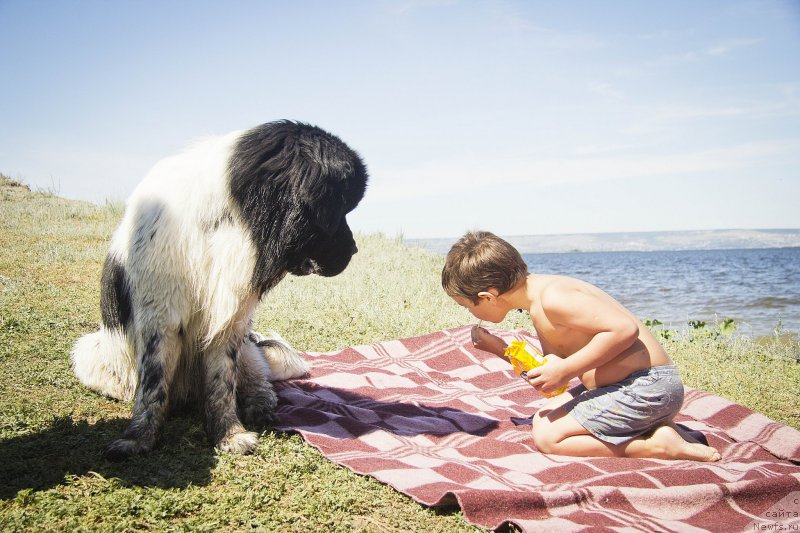 Фото: ньюфаундленд Stepnaya Pal'mira Estestvenno YA Luchshiy (Степная Пальмира Естественно Я Лучший), Максим.