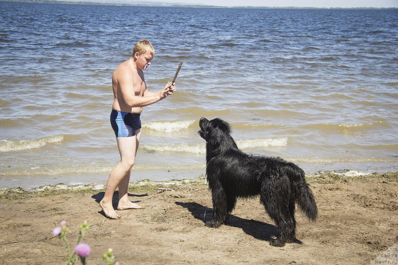 Фото: Aleksandr CHernyavskiy (Александр Чернявский), ньюфаундленд L'vinoe Serdce (Львиное Сердце)