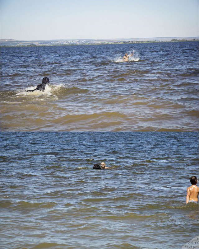 Фото: ньюфаундленд L'vinoe Serdce (Львиное Сердце), Andrey Volkov (Андрей Волков)