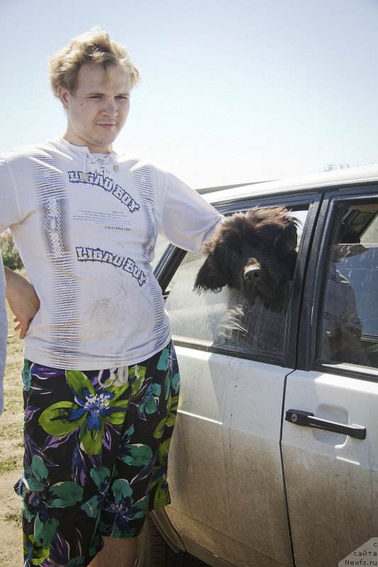Фото: Антон, ньюфаундленд CHernyiy Balu Djons (Черный Балу Джонс)