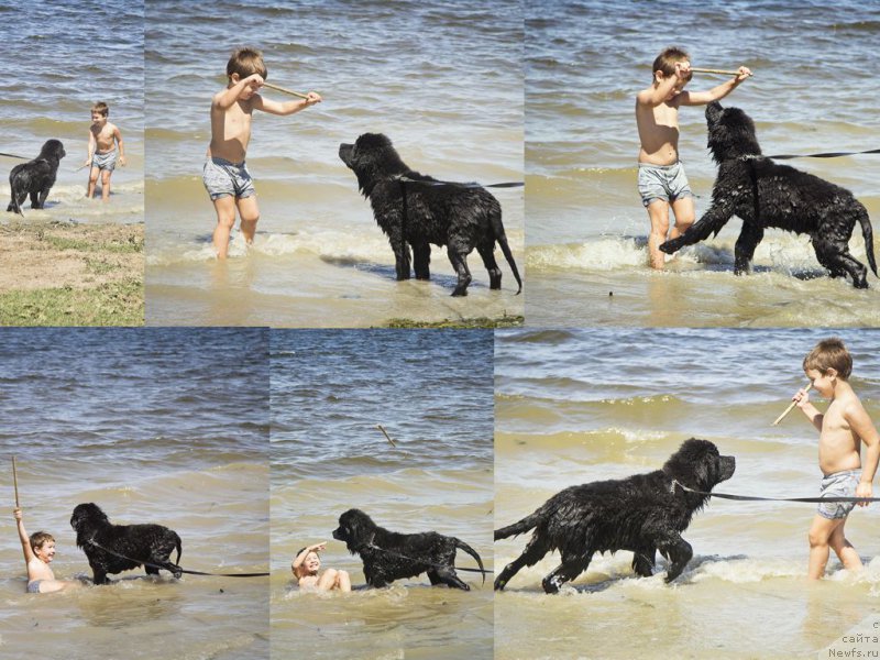 Фото: Максим, ньюфаундленд CHernyiy Balu Elisey (Черный Балу Елисей)