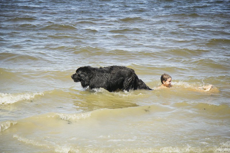 Фото: ньюфаундленд CHernyiy Balu Borislav (Черный Балу Борислав), Максим